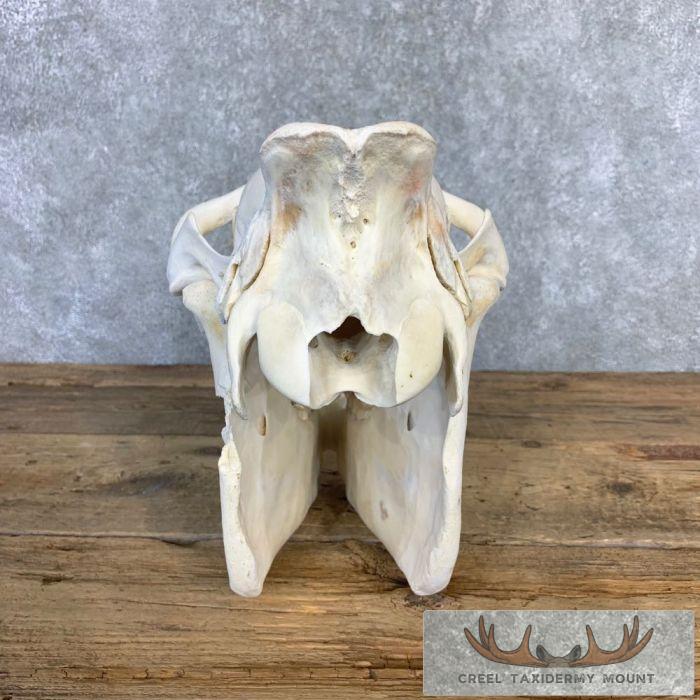 Burchell's Zebra Skull Taxidermy For Sale - Image 6