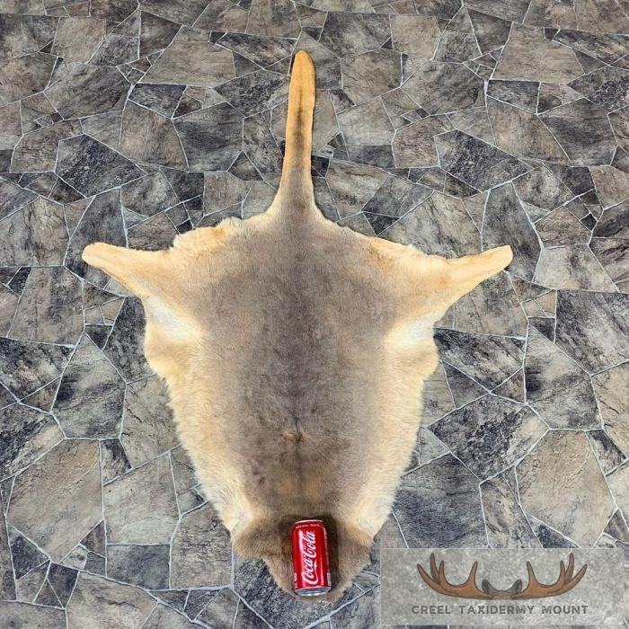 Wallaby Taxidermy Rug For Sale - Image 2