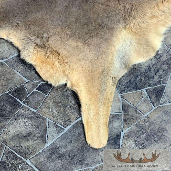 Wallaby Taxidermy Rug For Sale - Image 5