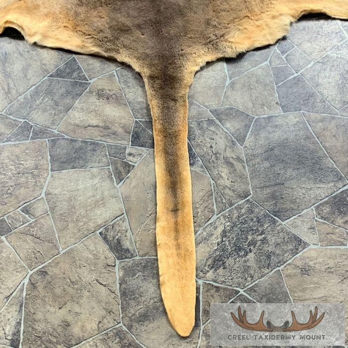 Wallaby Taxidermy Rug For Sale - Image 7