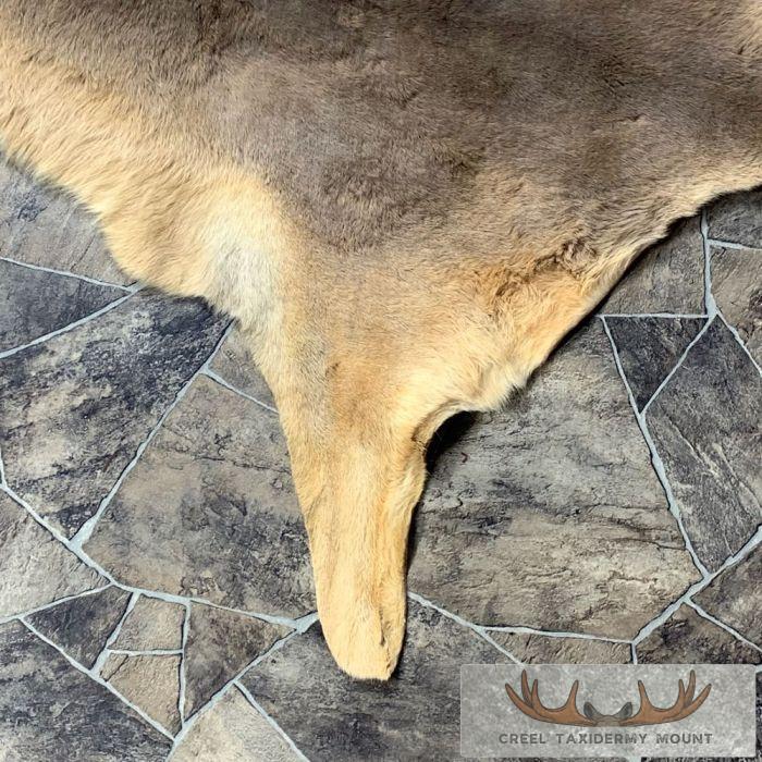 Wallaby Taxidermy Rug For Sale - Image 6