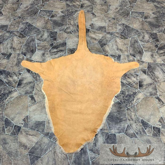 Wallaby Taxidermy Rug For Sale - Image 3