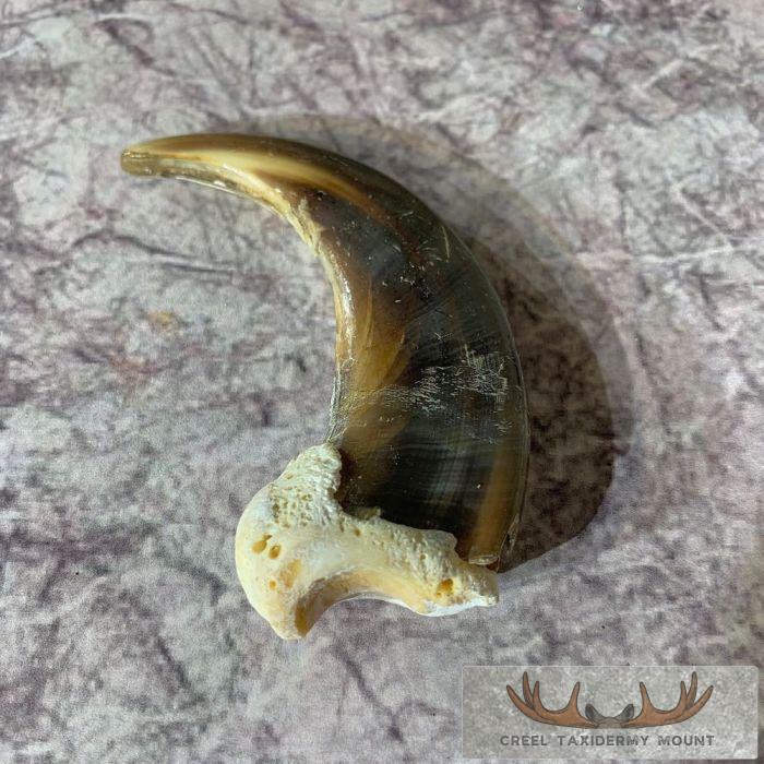 Grizzly Bear Claw Taxidermy For Sale - Image 4