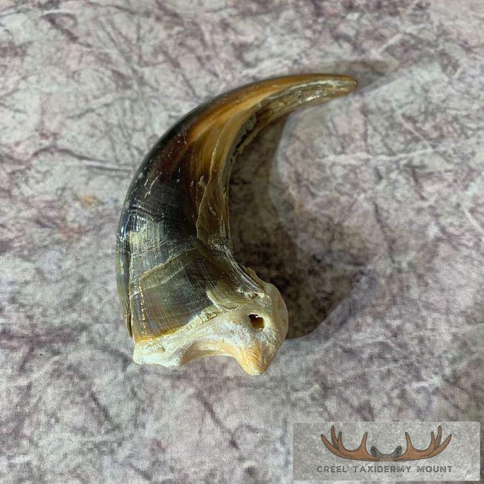 Grizzly Bear Claw Taxidermy For Sale - Image 3