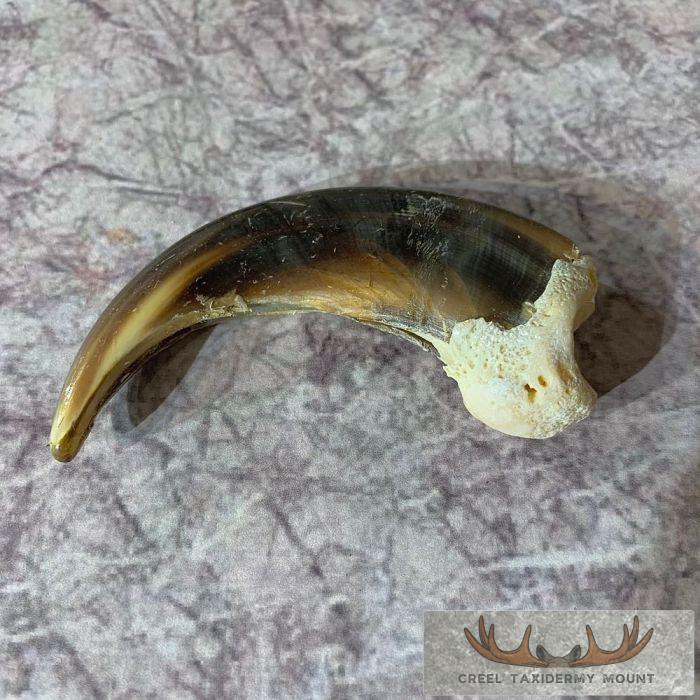 Grizzly Bear Claw Taxidermy For Sale - Image 2