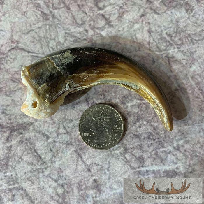 Grizzly Bear Claw Taxidermy For Sale - Image 5