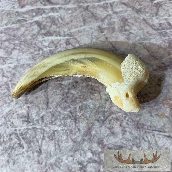 Grizzly Bear Claw Taxidermy For Sale - Image 2