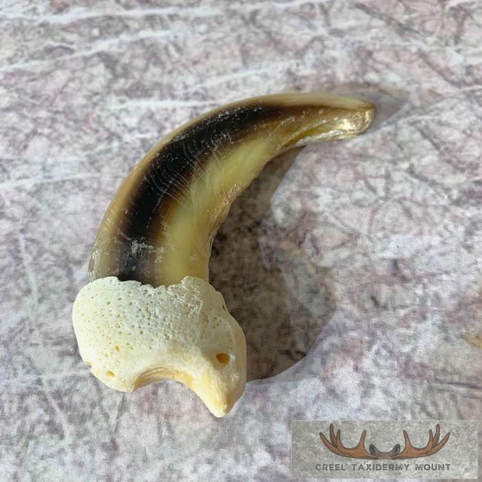 Grizzly Bear Claw Taxidermy For Sale - Image 4