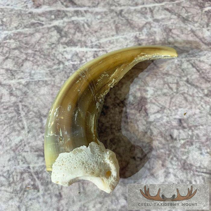 Grizzly Bear Claw Taxidermy For Sale - Image 4