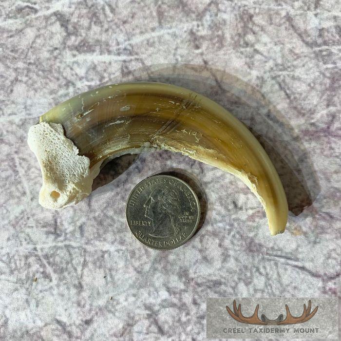 Grizzly Bear Claw Taxidermy For Sale - Image 5