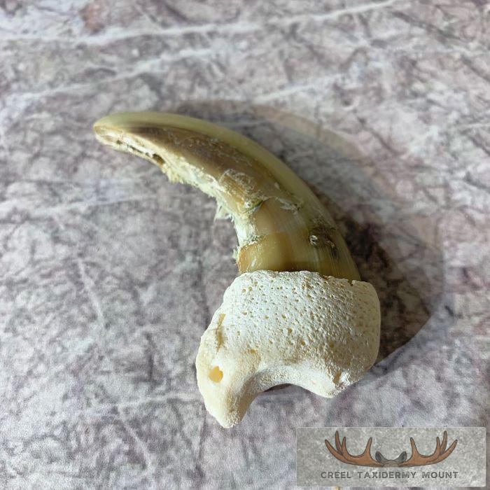 Grizzly Bear Claw Taxidermy For Sale - Image 3