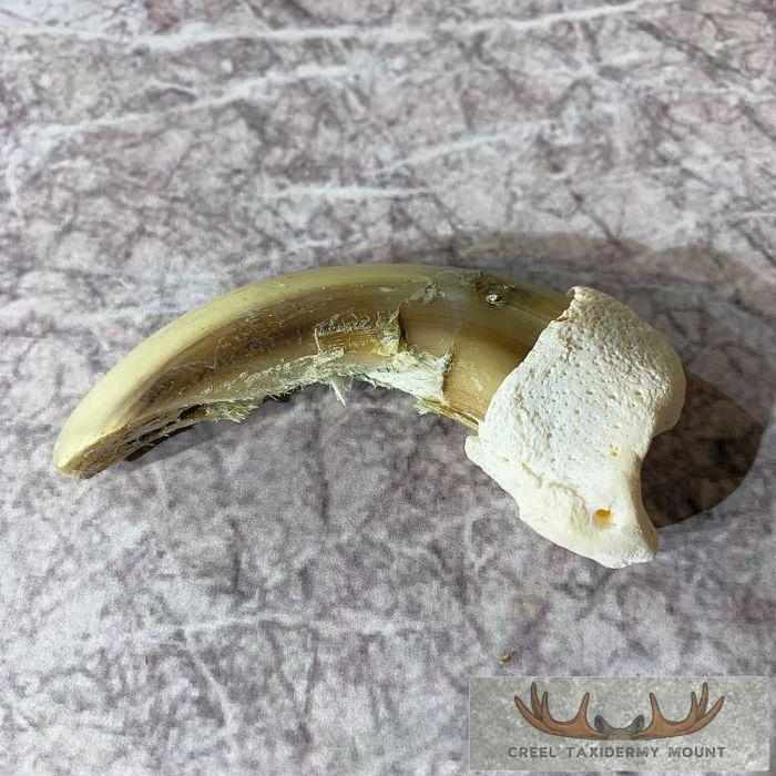 Grizzly Bear Claw Taxidermy For Sale - Image 2