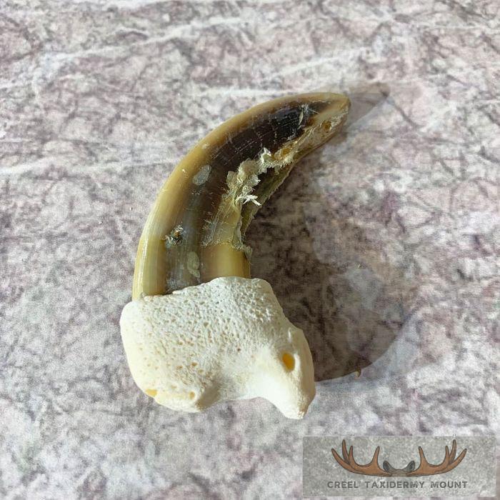 Grizzly Bear Claw Taxidermy For Sale - Image 4