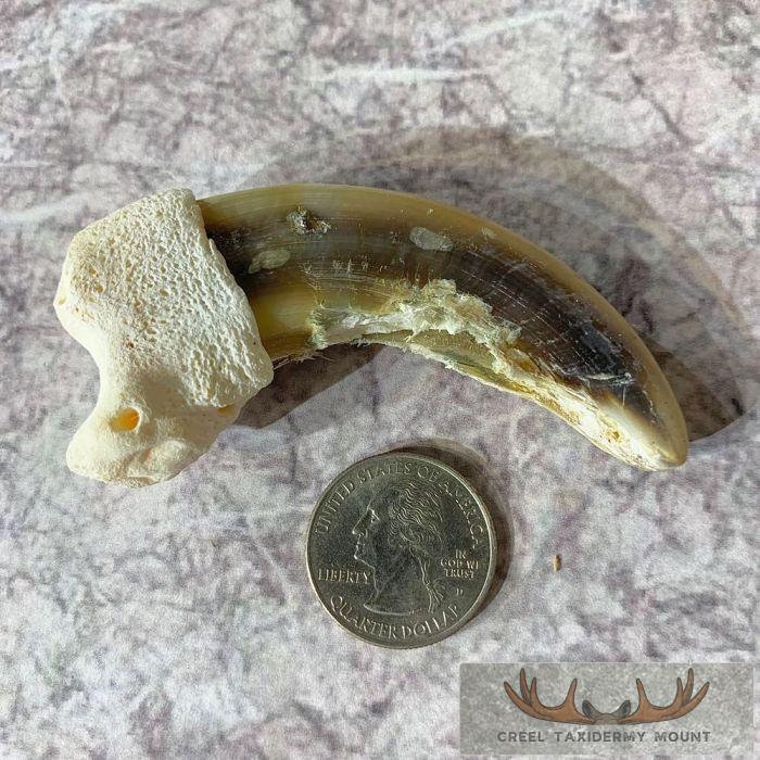 Grizzly Bear Claw Taxidermy For Sale - Image 5