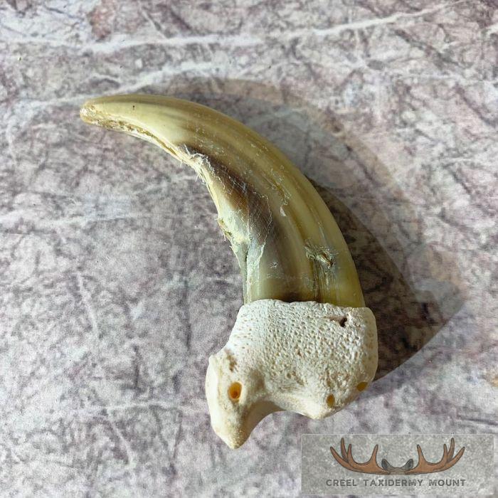 Grizzly Bear Claw Taxidermy For Sale - Image 3