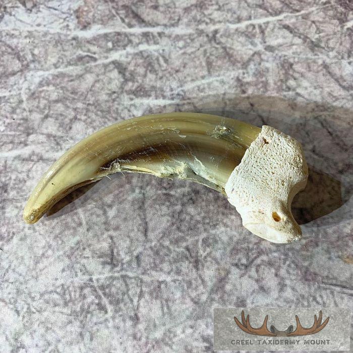 Grizzly Bear Claw Taxidermy For Sale - Image 2