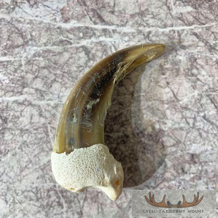 Grizzly Bear Claw Taxidermy For Sale - Image 4