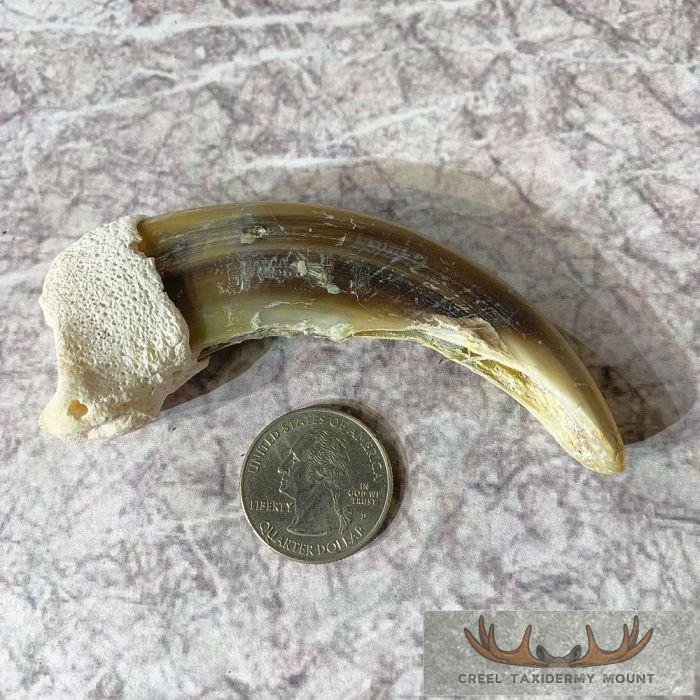 Grizzly Bear Claw Taxidermy For Sale - Image 5