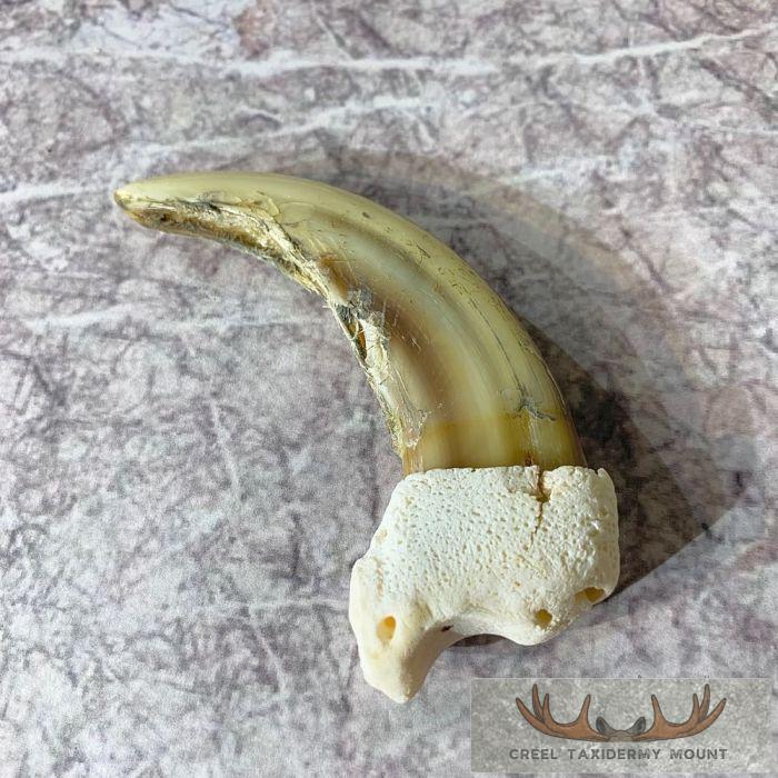 Grizzly Bear Claw Taxidermy For Sale - Image 3