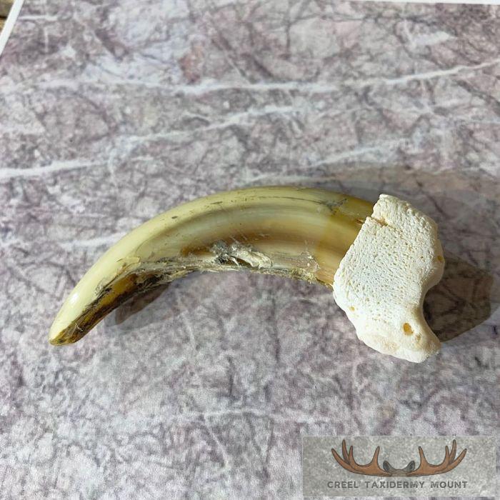 Grizzly Bear Claw Taxidermy For Sale - Image 2