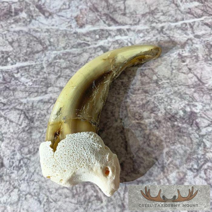 Grizzly Bear Claw Taxidermy For Sale - Image 4