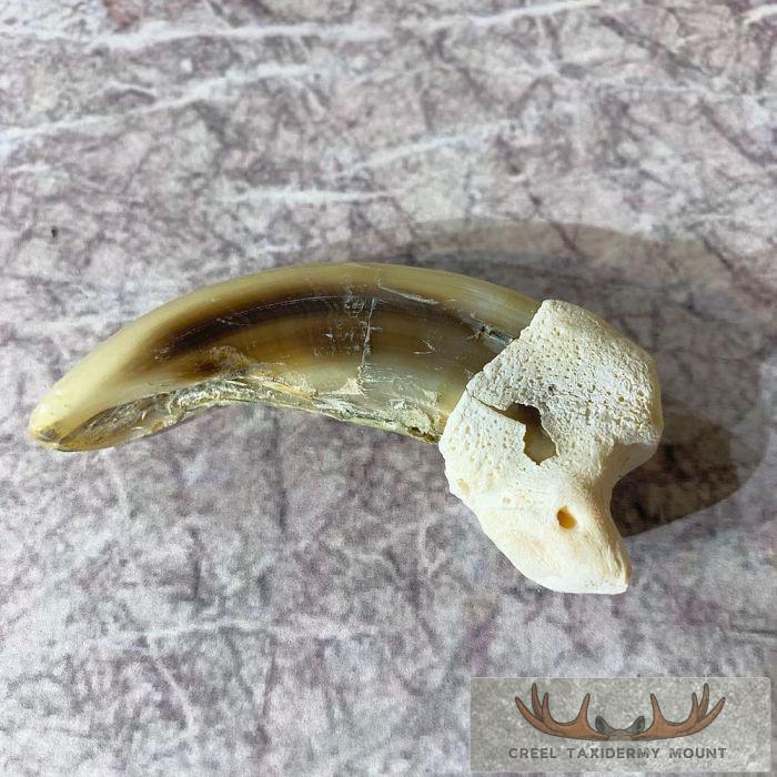 Grizzly Bear Claw Taxidermy For Sale - Image 2