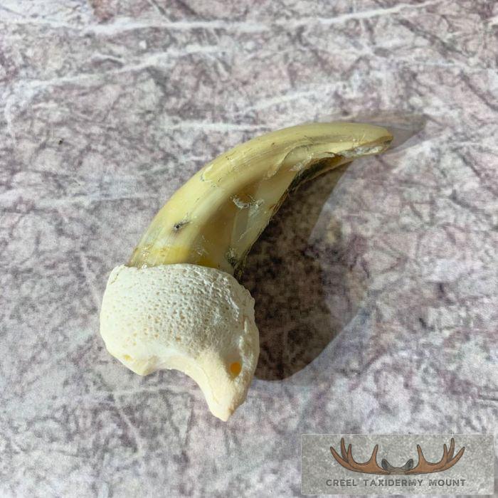 Grizzly Bear Claw Taxidermy For Sale - Image 4