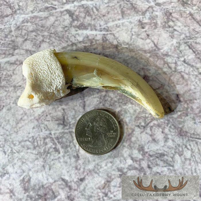 Grizzly Bear Claw Taxidermy For Sale - Image 5