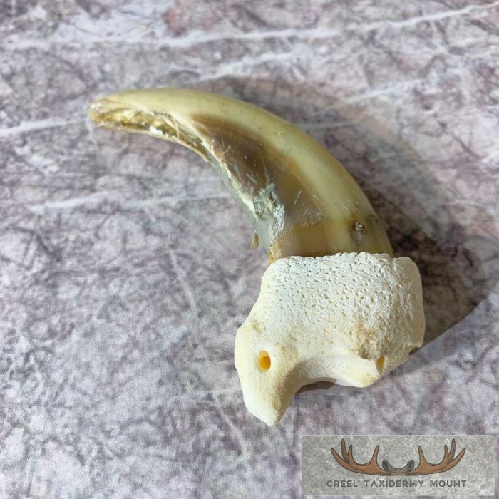 Grizzly Bear Claw Taxidermy For Sale - Image 4