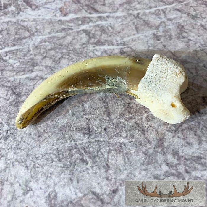 Grizzly Bear Claw Taxidermy For Sale - Image 2