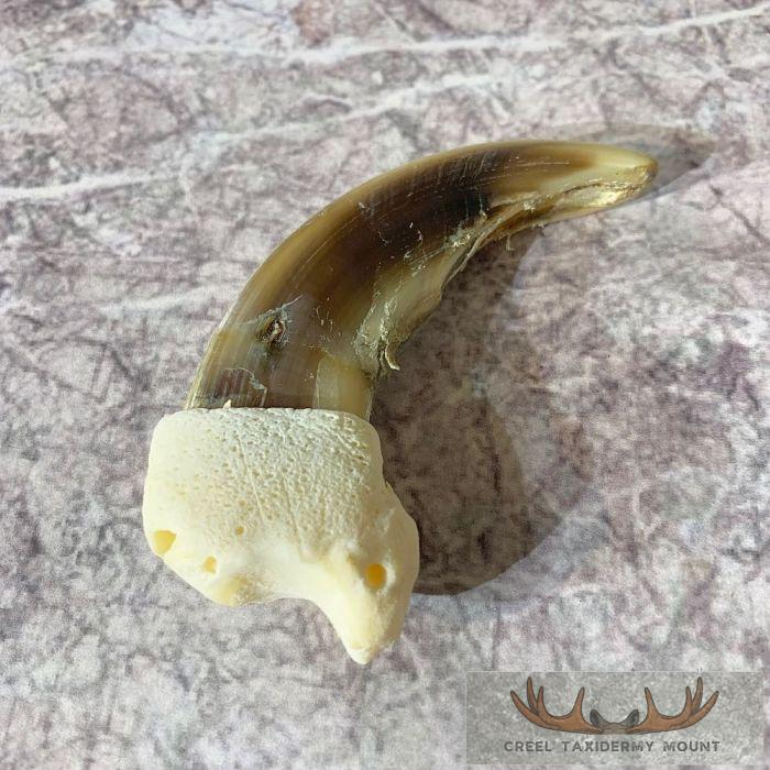 Grizzly Bear Claw Taxidermy For Sale - Image 3