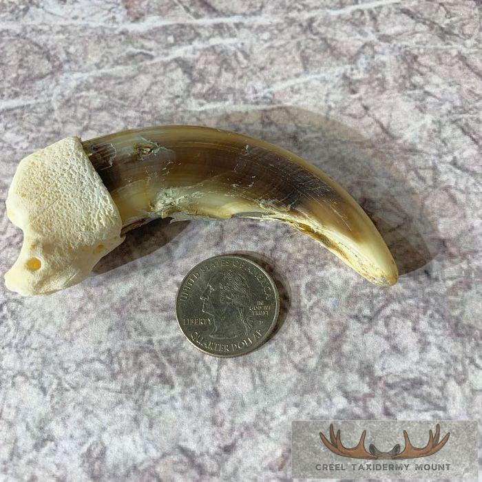 Grizzly Bear Claw Taxidermy For Sale - Image 5