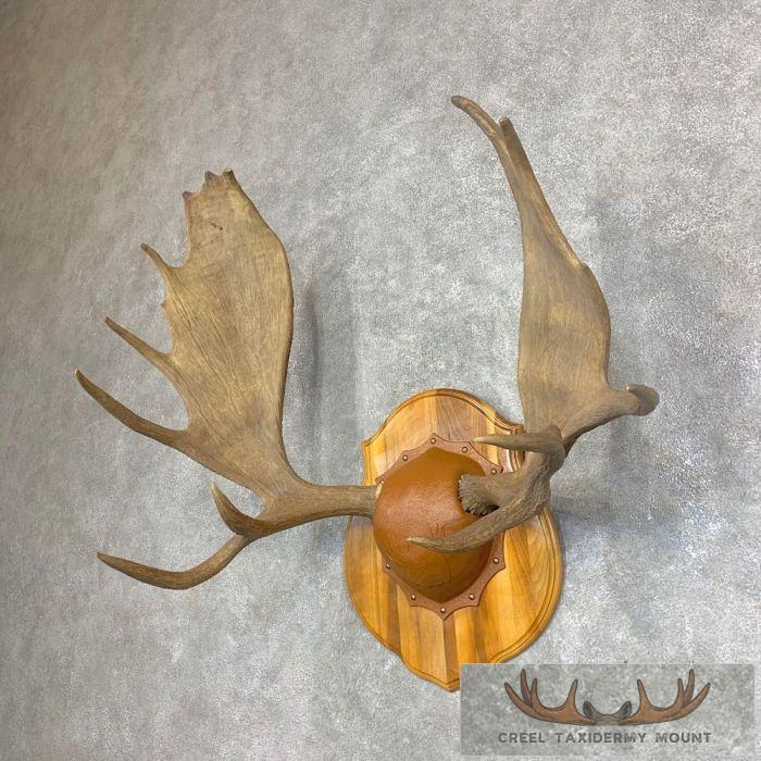 Moose Antler Taxidermy Plaque For Sale - Image 2
