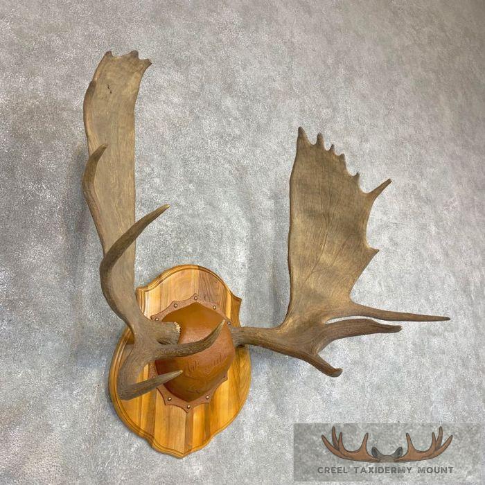 Moose Antler Taxidermy Plaque For Sale - Image 3