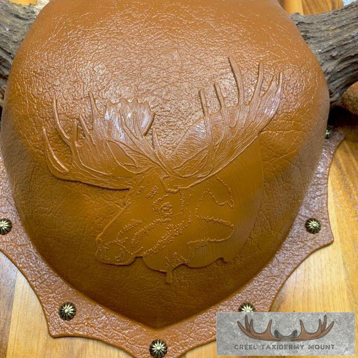 Moose Antler Taxidermy Plaque For Sale - Image 5