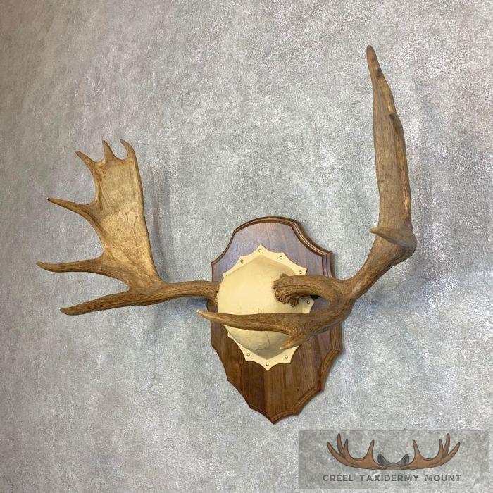 Moose Antler Taxidermy Plaque For Sale - Image 3