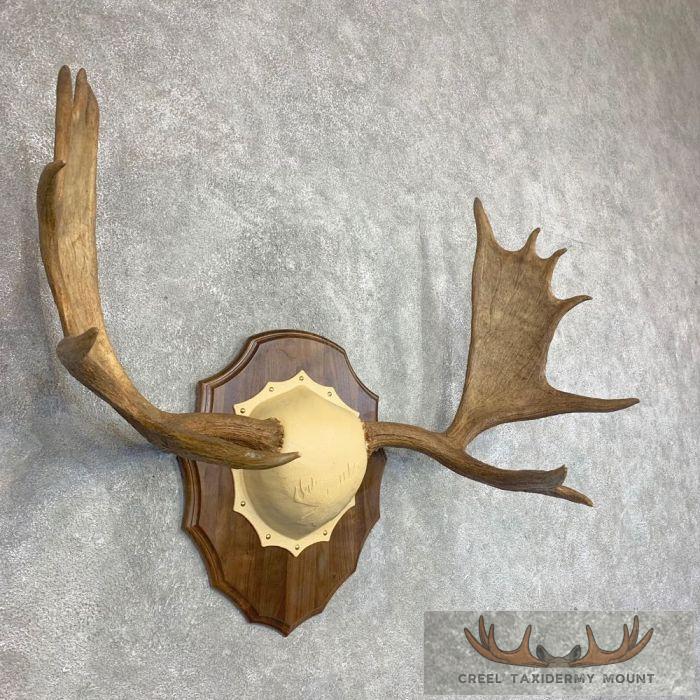 Moose Antler Taxidermy Plaque For Sale - Image 2