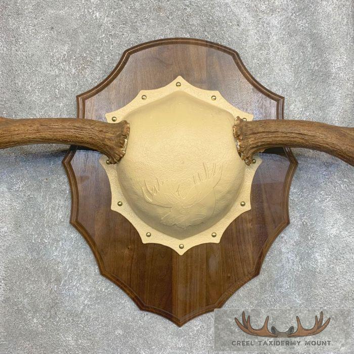 Moose Antler Taxidermy Plaque For Sale - Image 4