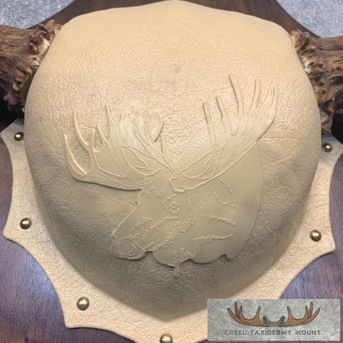 Moose Antler Taxidermy Plaque For Sale - Image 5