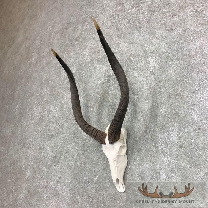 Nyala Skull & Horn European Taxidermy Mount For Sale - Image 3