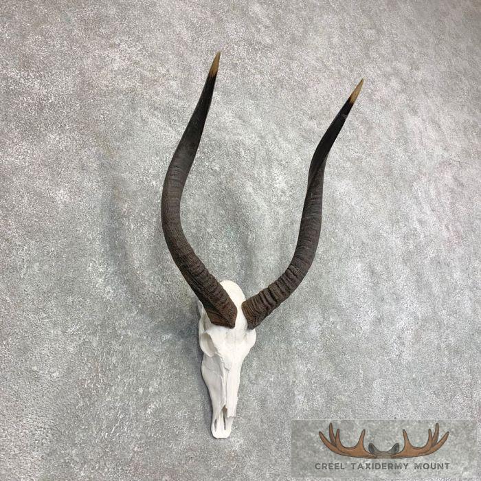 Nyala Skull & Horn European Taxidermy Mount For Sale - Image 2