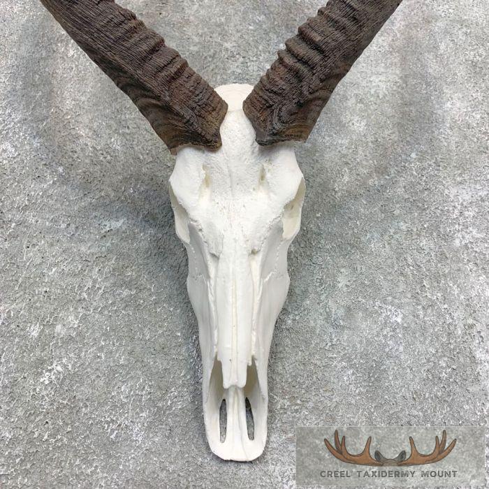Nyala Skull & Horn European Taxidermy Mount For Sale - Image 4