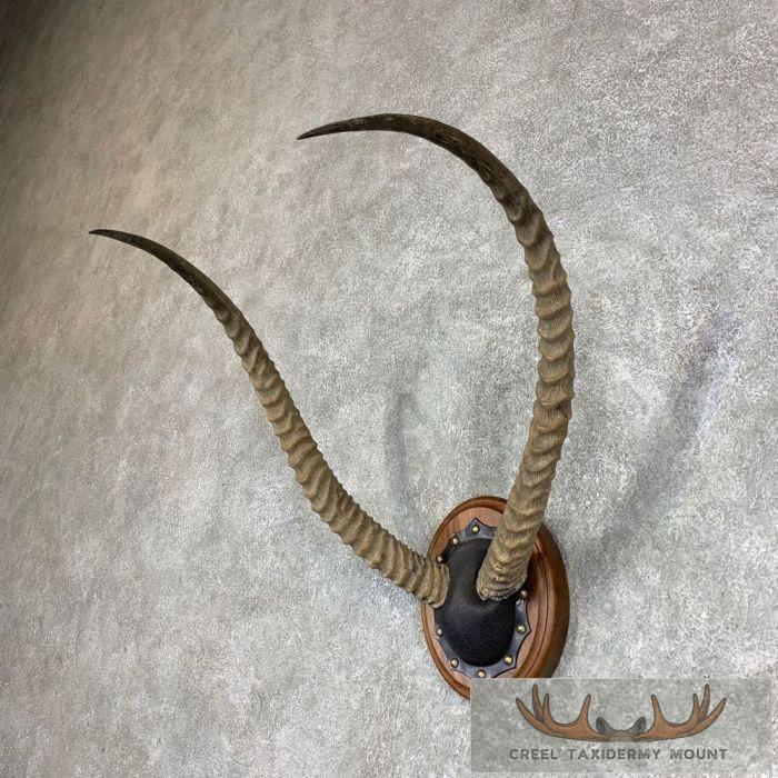 Kafue Flats Lechwe Horn Plaque Taxidermy Mount For Sale