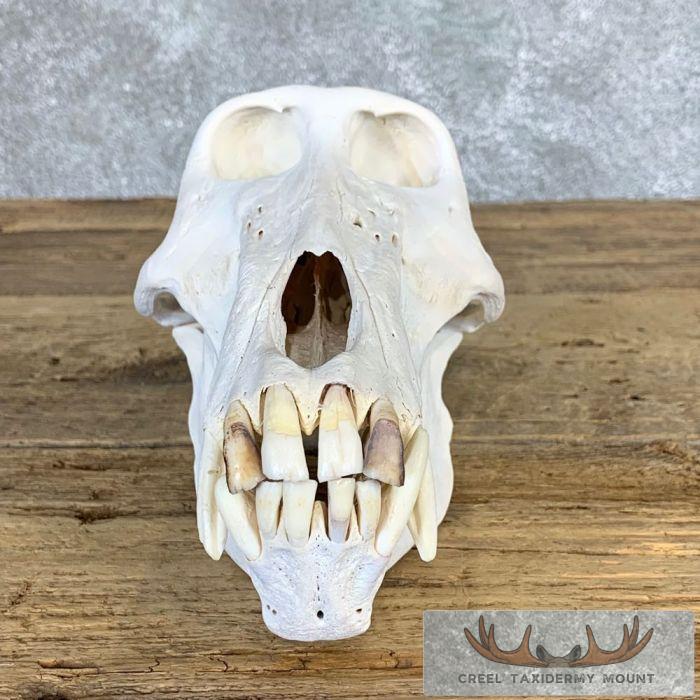 Chacma Baboon Full Skull For Sale - Image 5