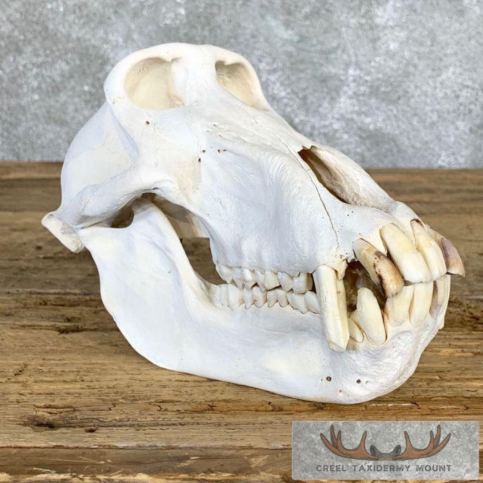 Chacma Baboon Full Skull For Sale - Image 4
