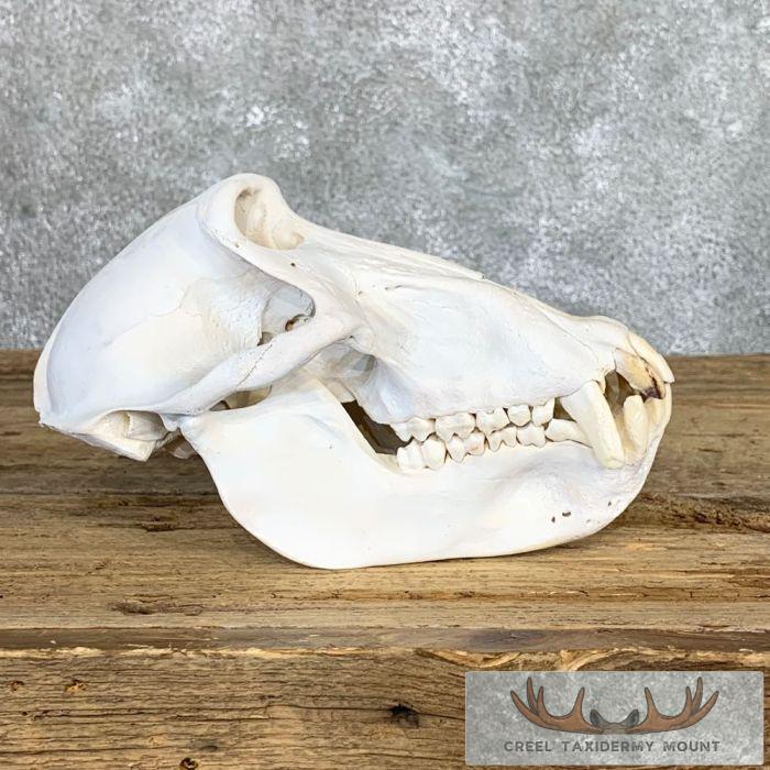 Chacma Baboon Full Skull For Sale - Image 2