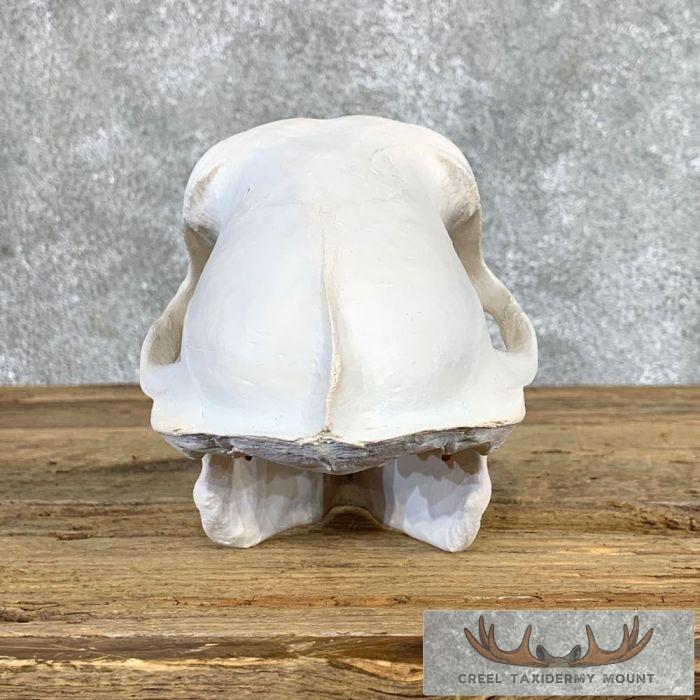 Chacma Baboon Full Skull For Sale - Image 7