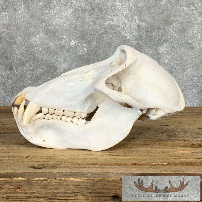 Chacma Baboon Full Skull For Sale - Image 3
