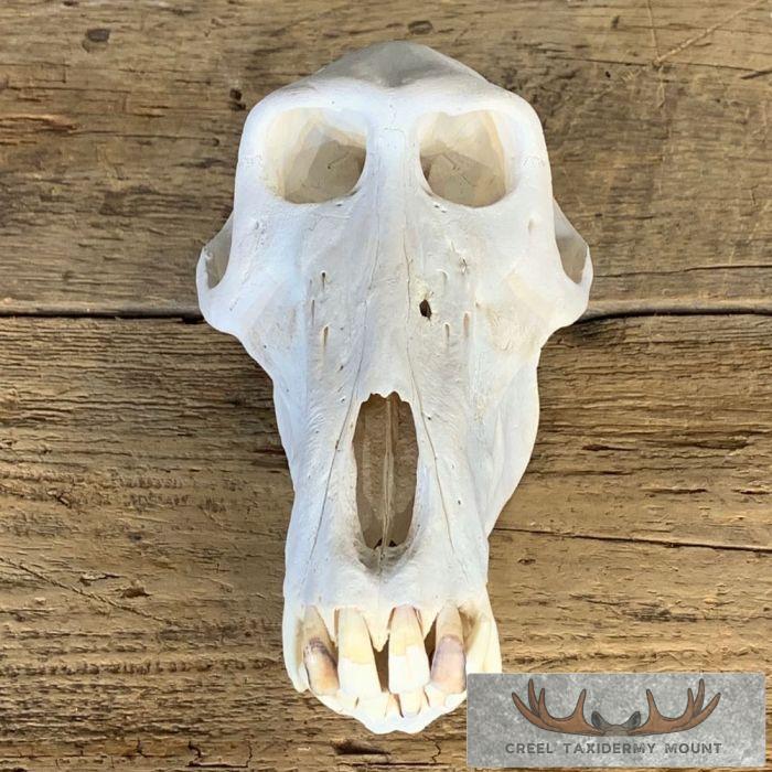 Chacma Baboon Full Skull For Sale - Image 6