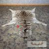African Zebra Full-Size Taxidermy Rug For Sale - Image 2